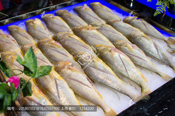 黃瓜魚(yú)
