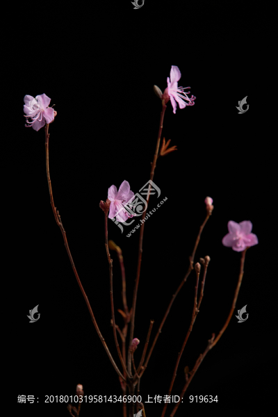 干枝杜鵑花