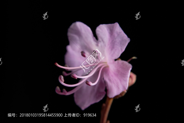 干枝杜鵑花