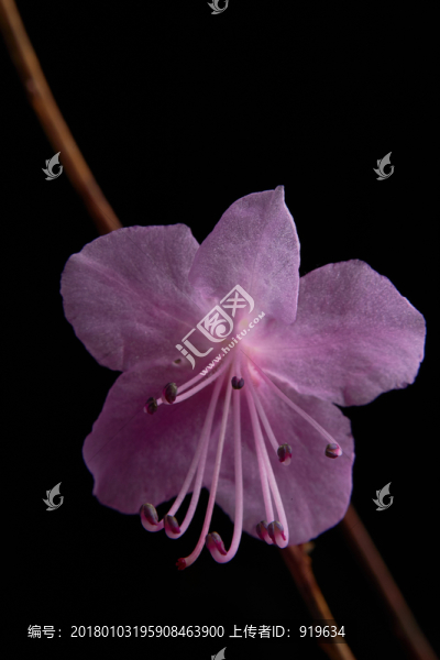 干枝杜鵑花