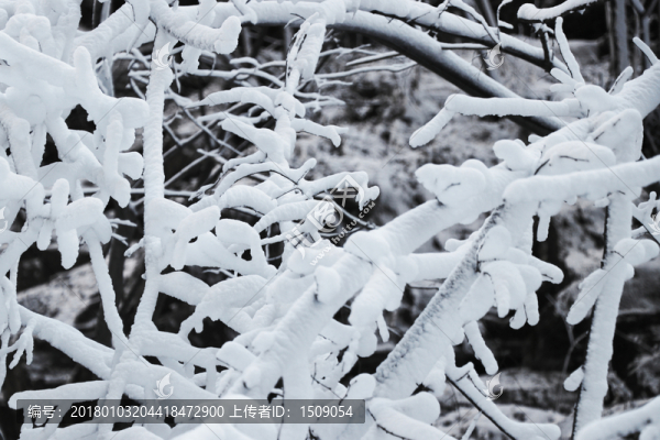 雪景