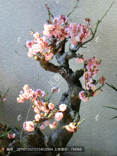 梅花