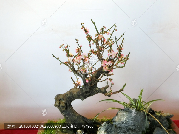 梅花