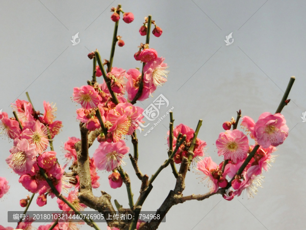梅花