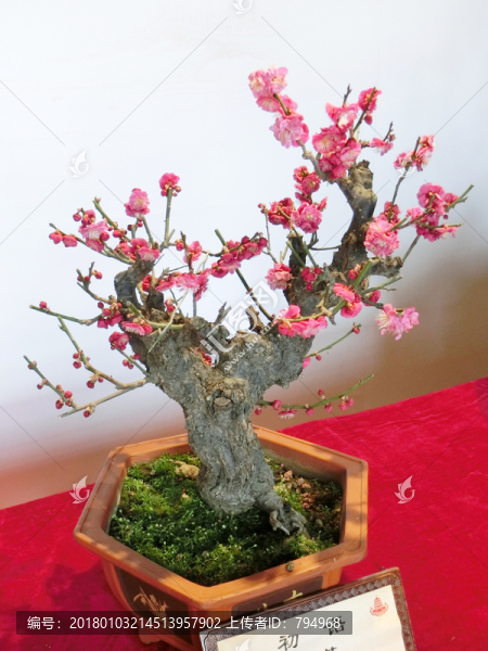 梅花盆景