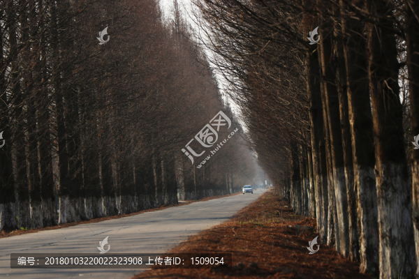 林間馬路