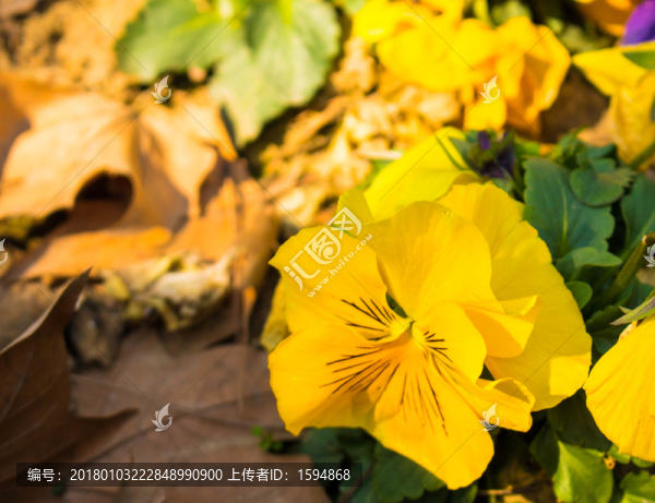 黃色夢幻花