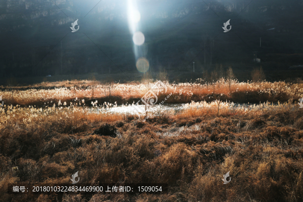 蘆葦叢