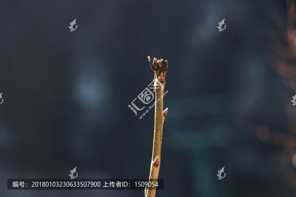 樹枝
