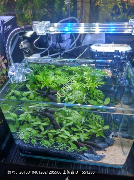 西安,隨手,動物,風(fēng)景