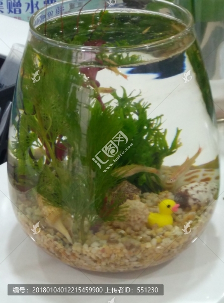 西安,隨手,動(dòng)物,風(fēng)景