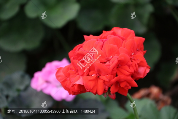 天竺葵