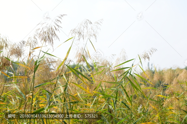 蘆葦蕩