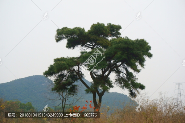 大樹