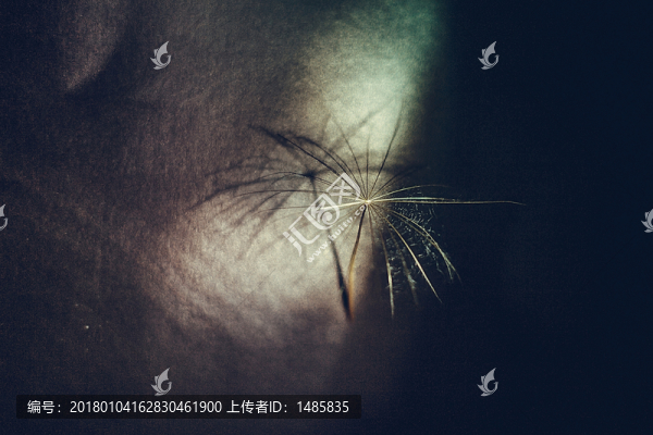 一瓣蒲公英