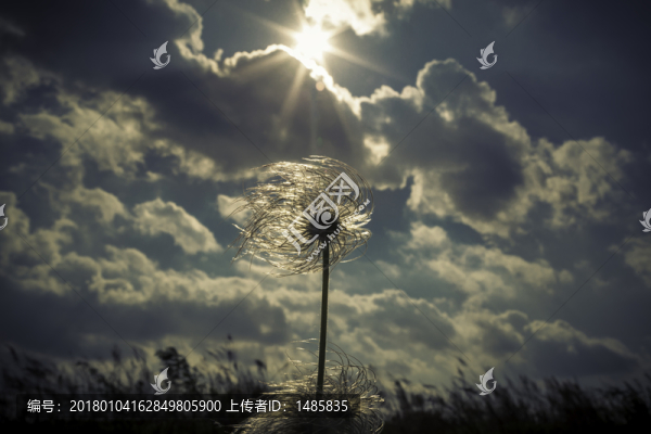 蒲公英