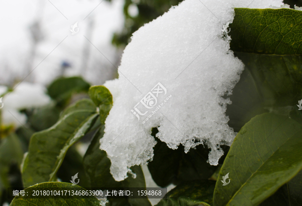 綠葉雪景