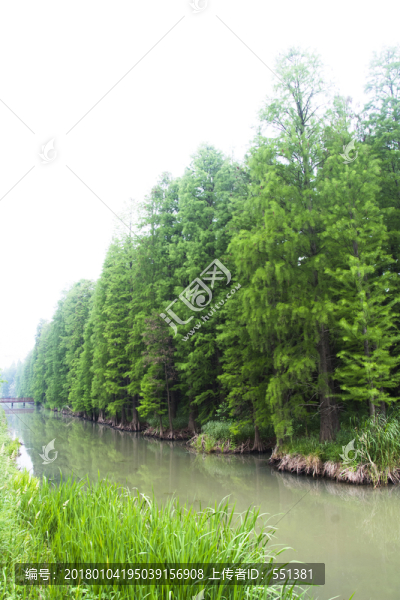 水杉樹