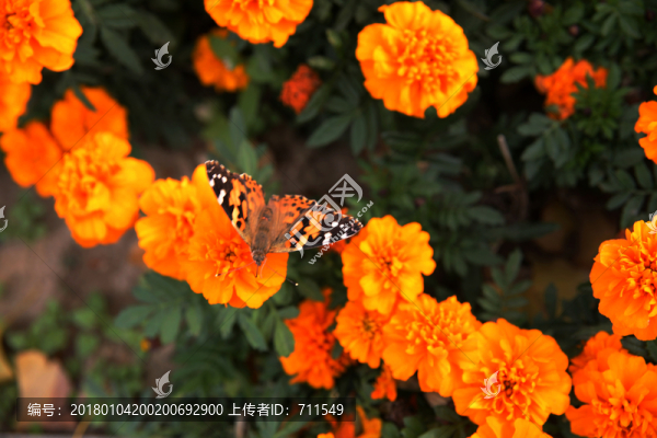 菊花蝴蝶