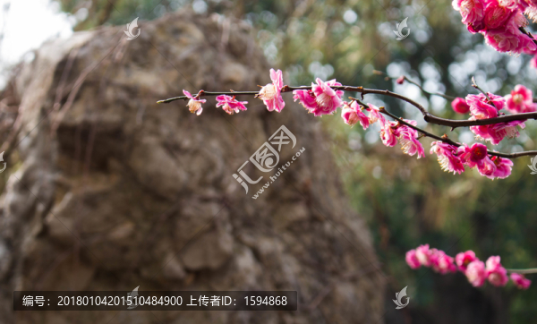 園林花朵