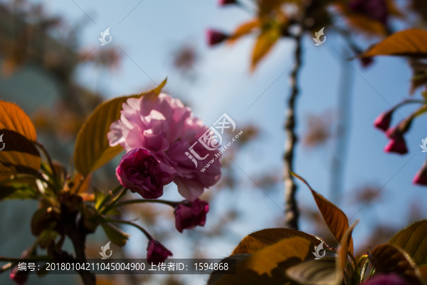 園林櫻花花卉