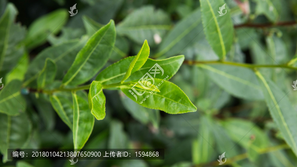 綠色茶葉素材