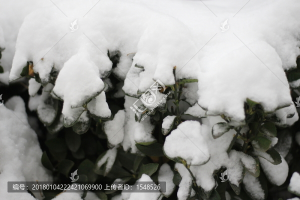 落雪樹葉