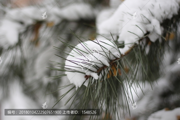 落雪樹(shù)木