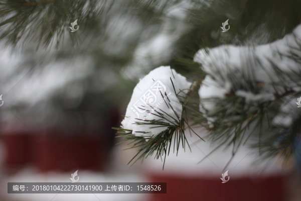 落雪樹枝