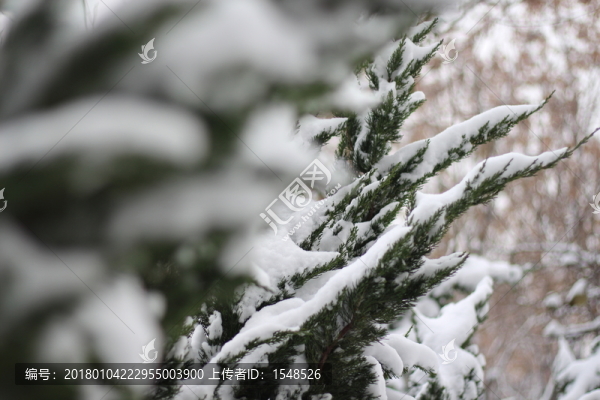 落雪樹木
