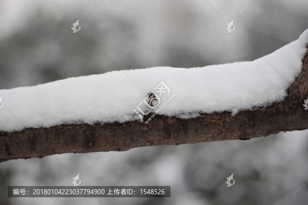 落雪樹枝