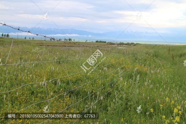 開滿野花的山坡