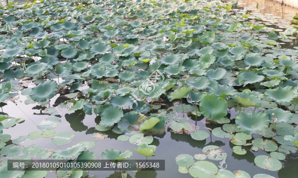 荷葉荷池荷塘