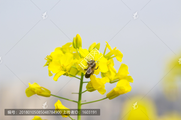 油菜花上的蜜蜂