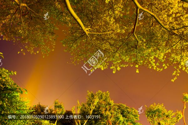 城市樹(shù)夜景