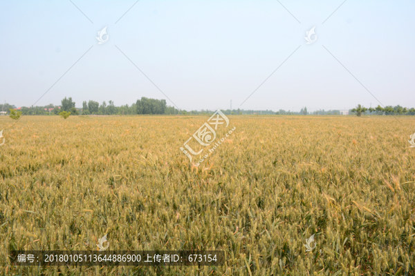 麥田