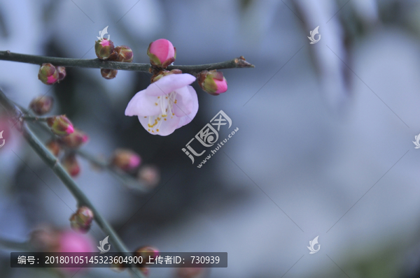 梅花傲骨