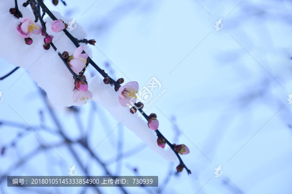 踏雪尋梅
