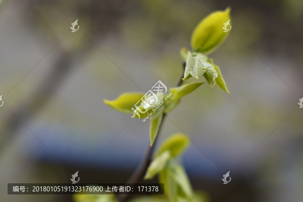 柿子樹嫩芽