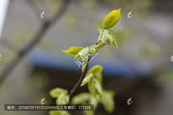 柿子樹嫩芽