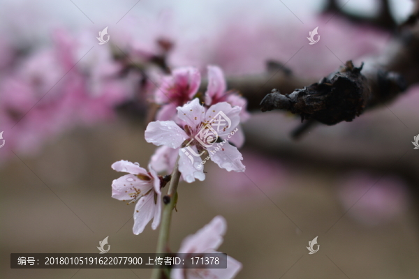 桃花13