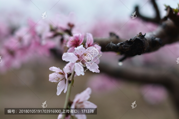 桃花,19