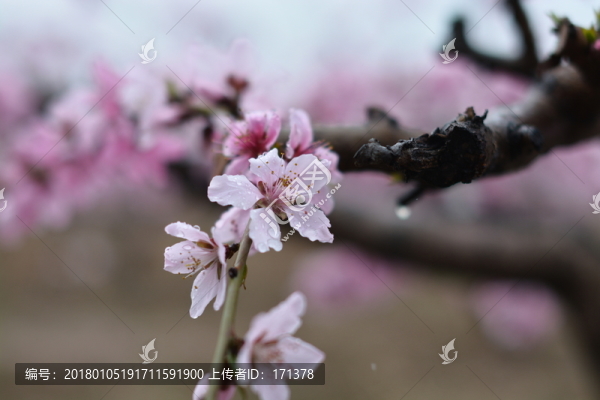 桃花20