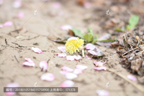 蒲公英