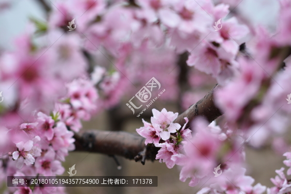 桃花61