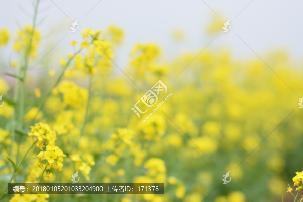 油菜花,自然,原野,春天,花田