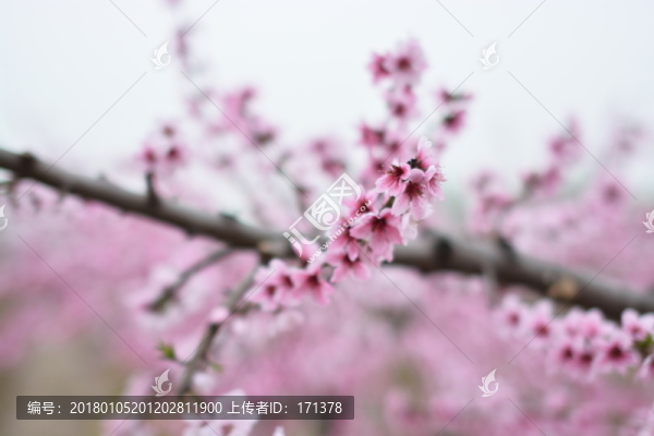 桃花99