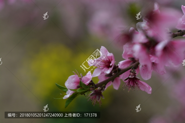 桃花84