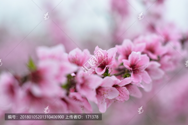 桃花88