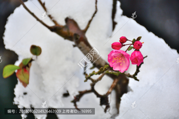 雪中開放的垂絲海棠花
